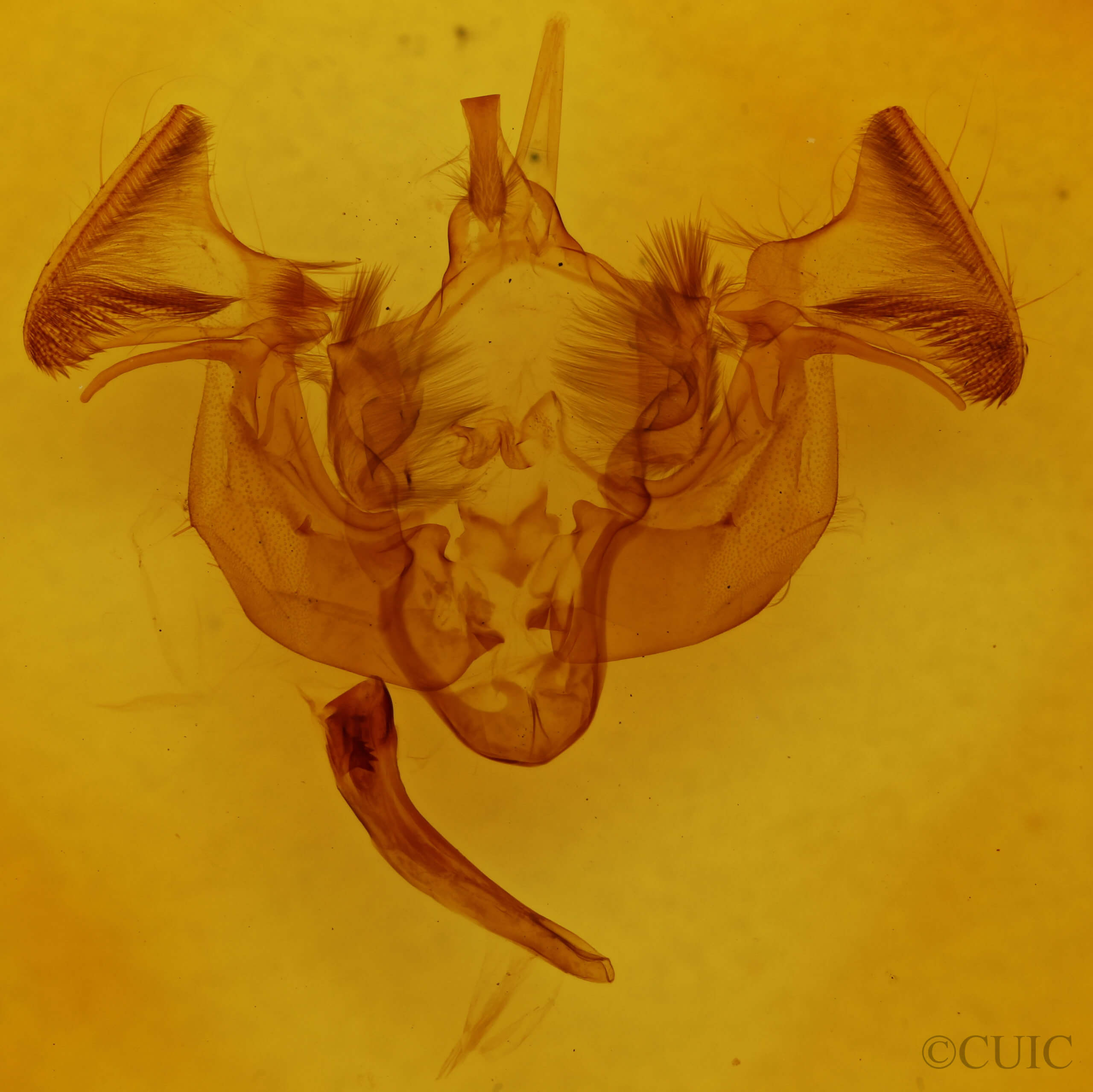 genitalia view of adult Apamea indocilis