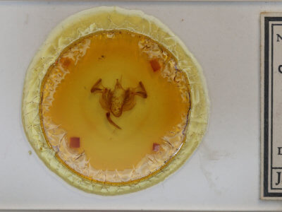 slide view of adult Apamea indocilis