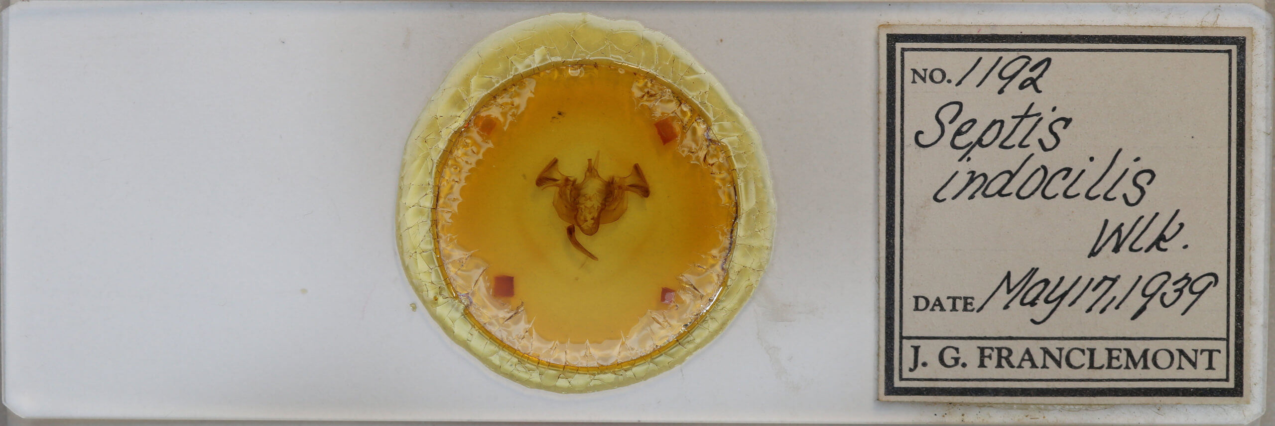 slide view of adult Apamea indocilis