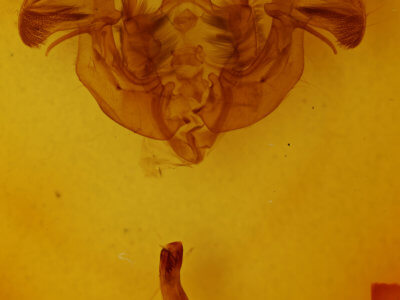 genitalia view of adult Apamea indocilis