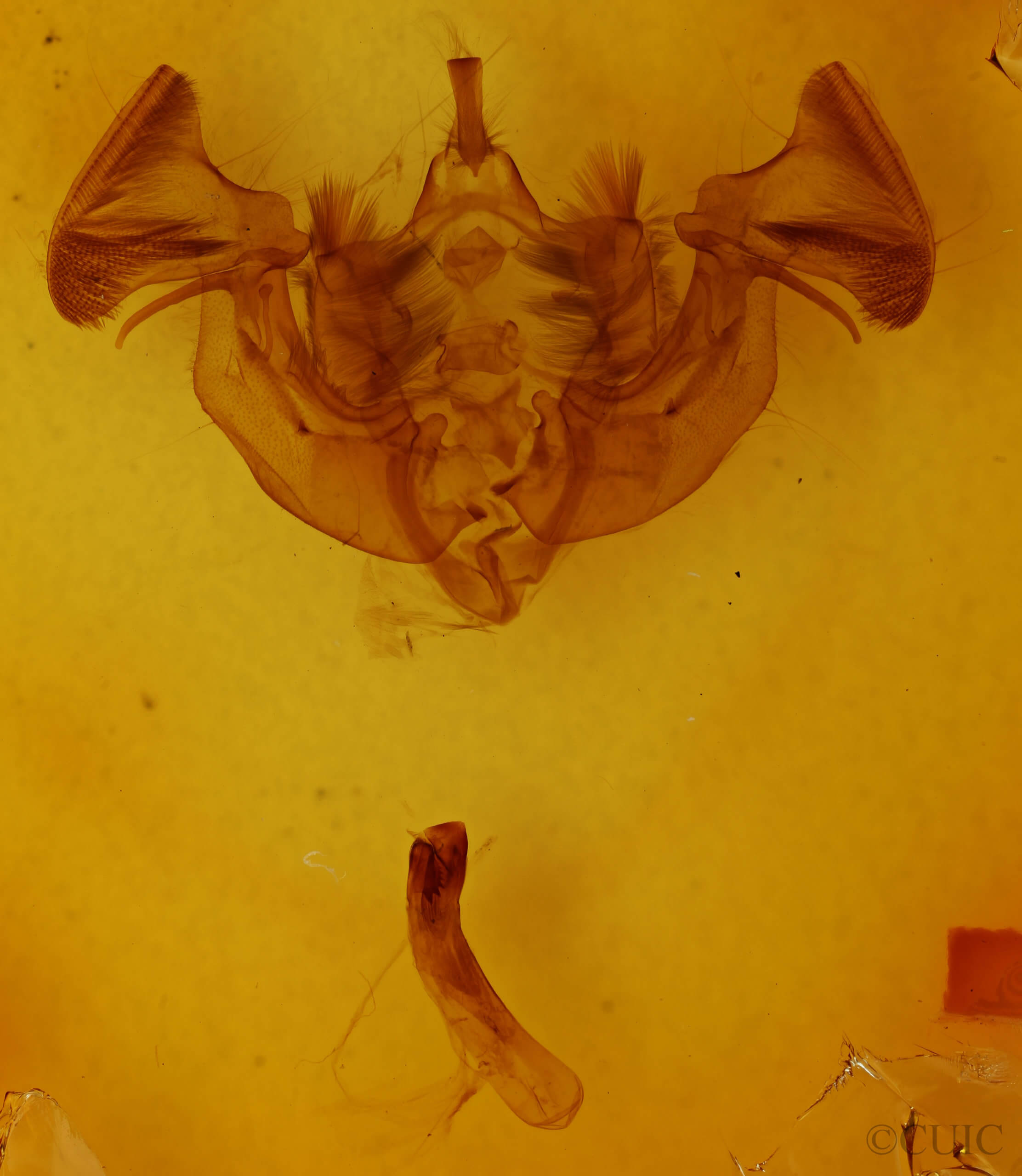 genitalia view of adult Apamea indocilis