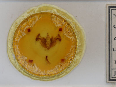 slide view of adult Apamea indocilis