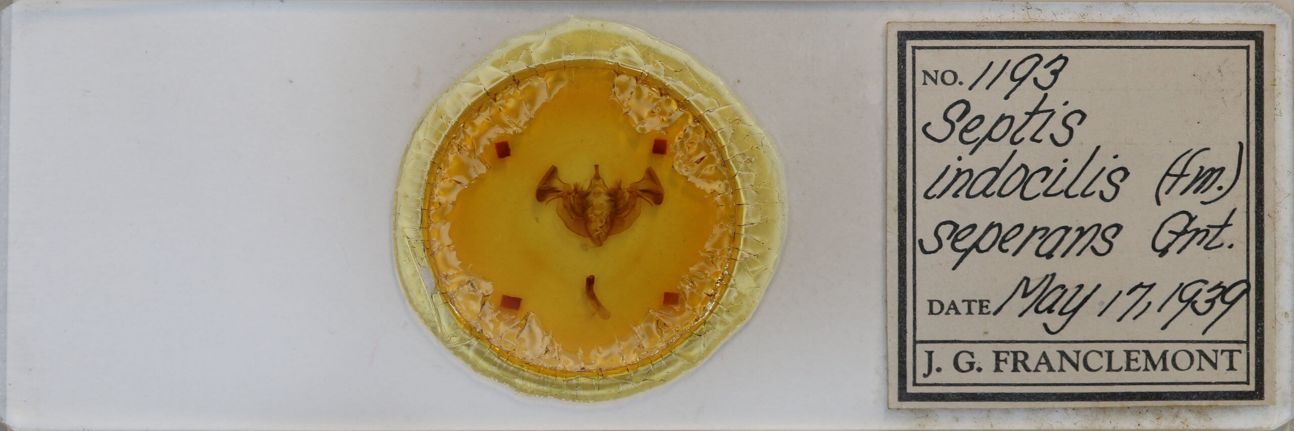 slide view of adult Apamea indocilis