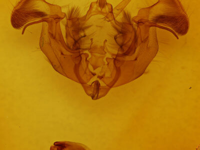 genitalia view of adult Apamea indocilis