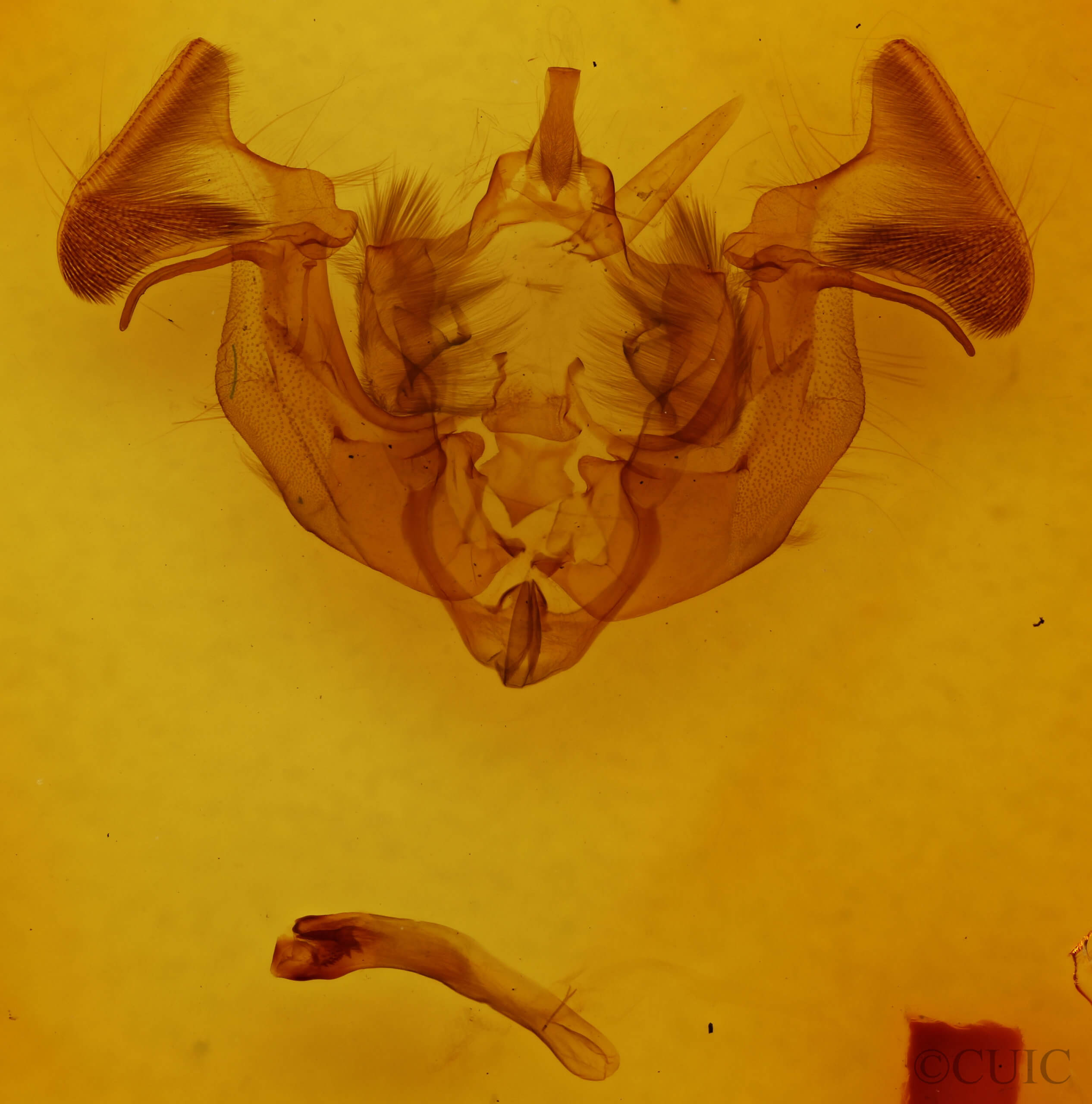 genitalia view of adult Apamea indocilis