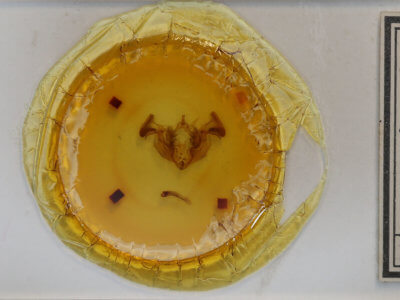 slide view of adult Apamea indocilis