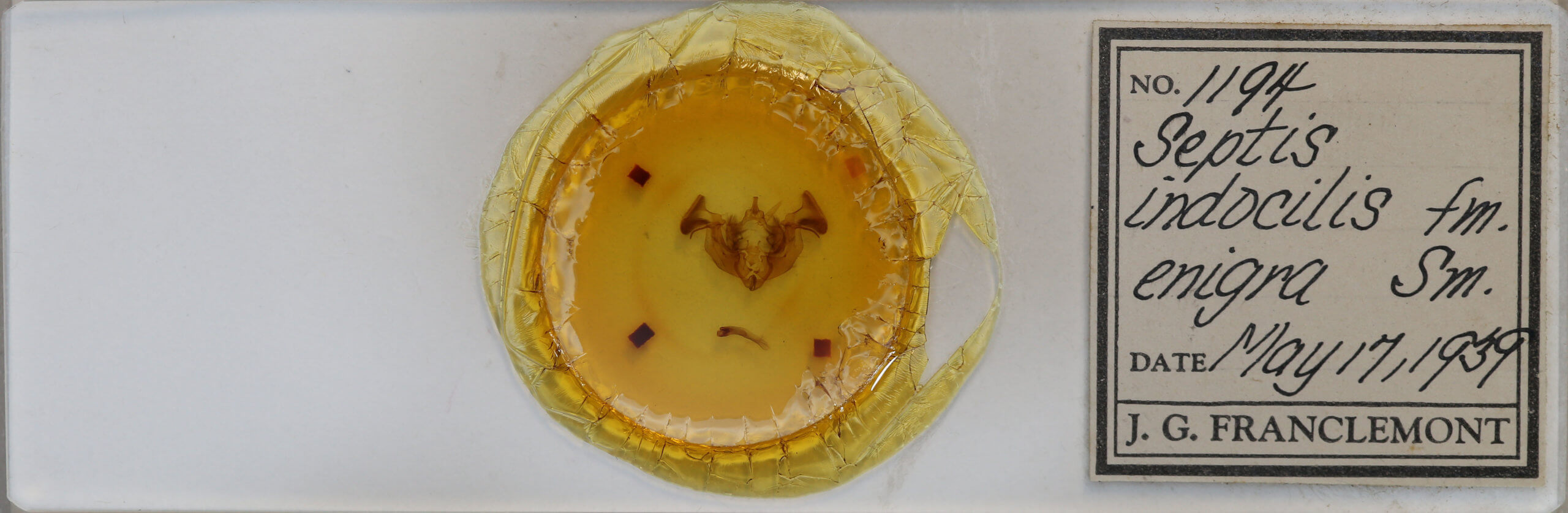 slide view of adult Apamea indocilis