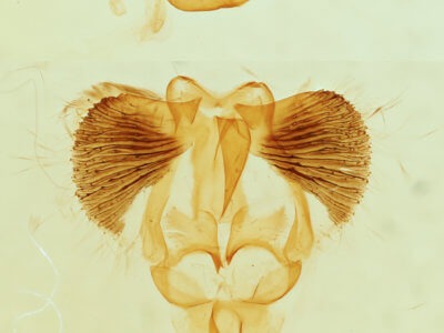 genitalia view of adult Clostera apicalis