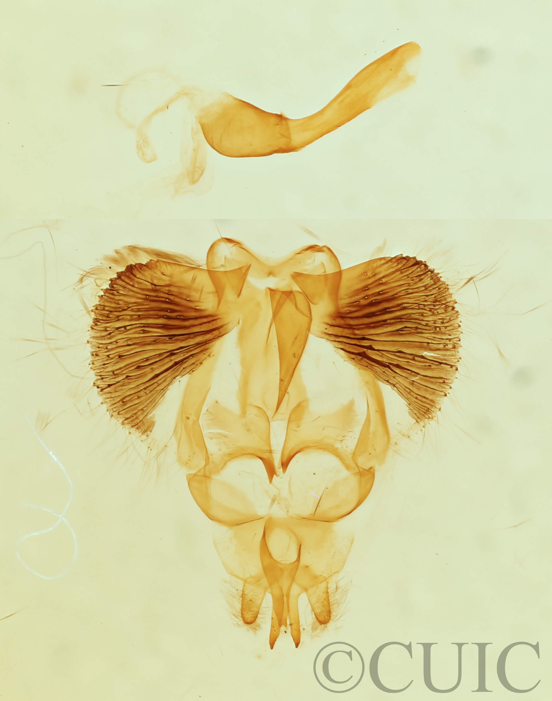 genitalia view of adult Clostera apicalis