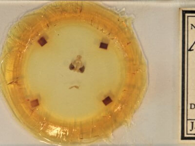 slide view of adult Clostera apicalis