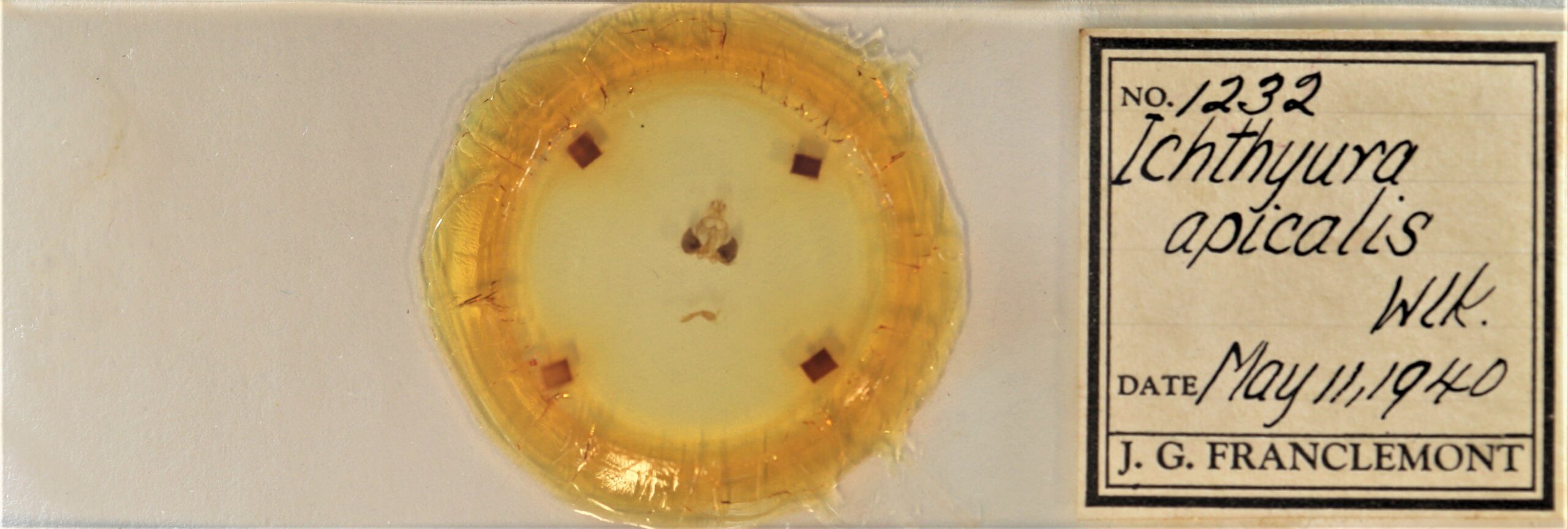 slide view of adult Clostera apicalis