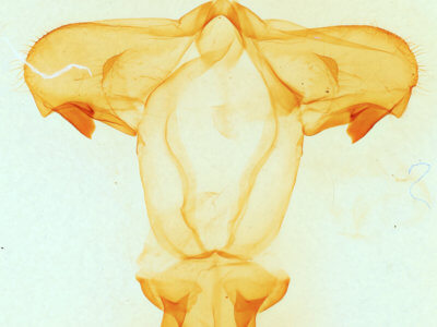 genitalia view of adult Pheosia rimosa