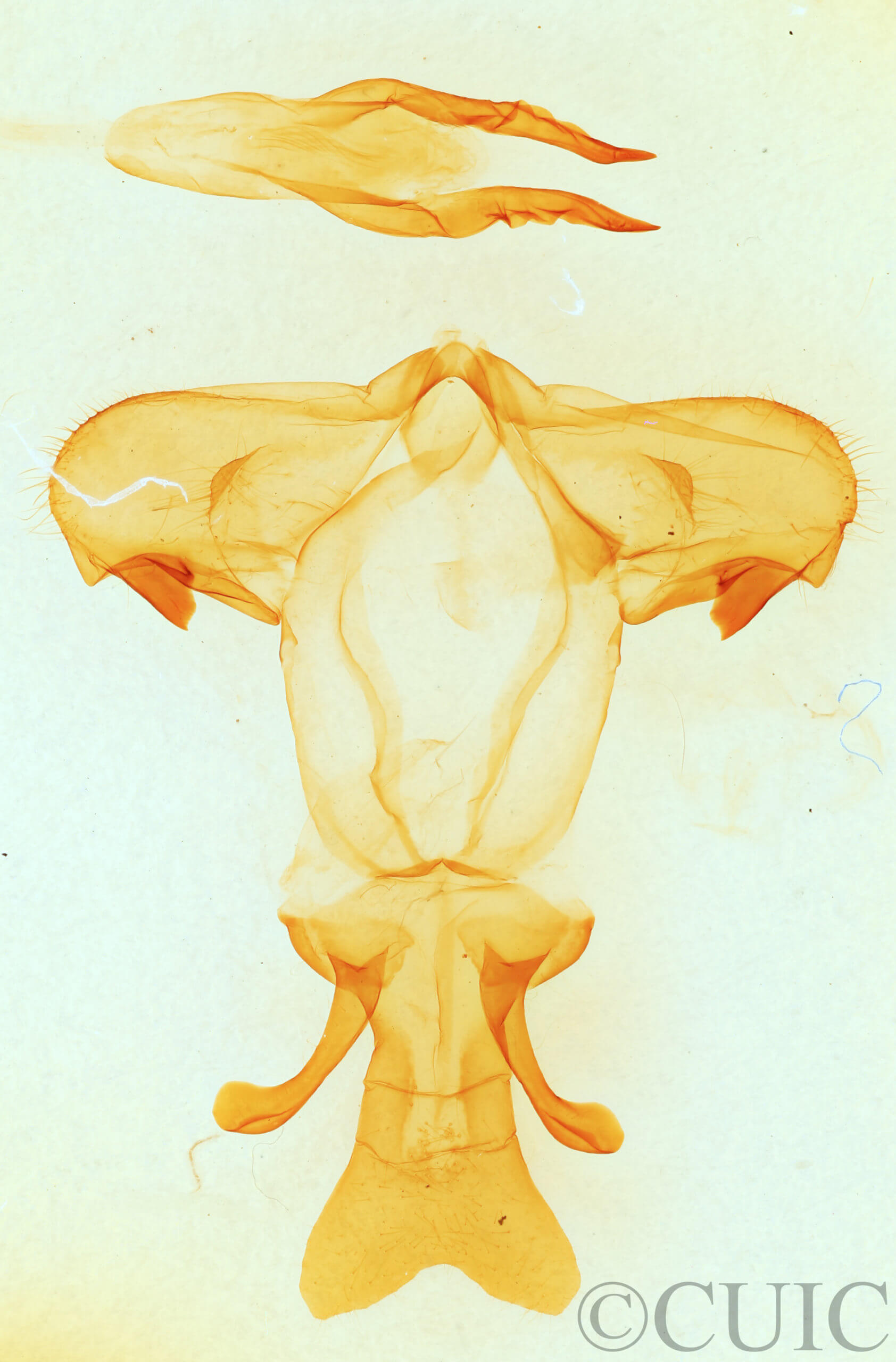 genitalia view of adult Pheosia rimosa