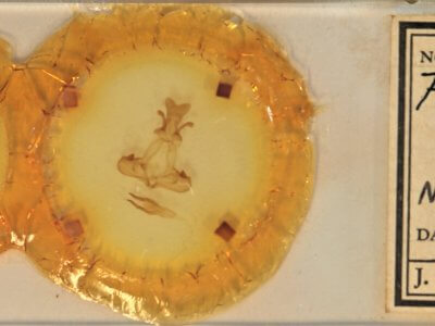 slide view of adult Pheosia rimosa