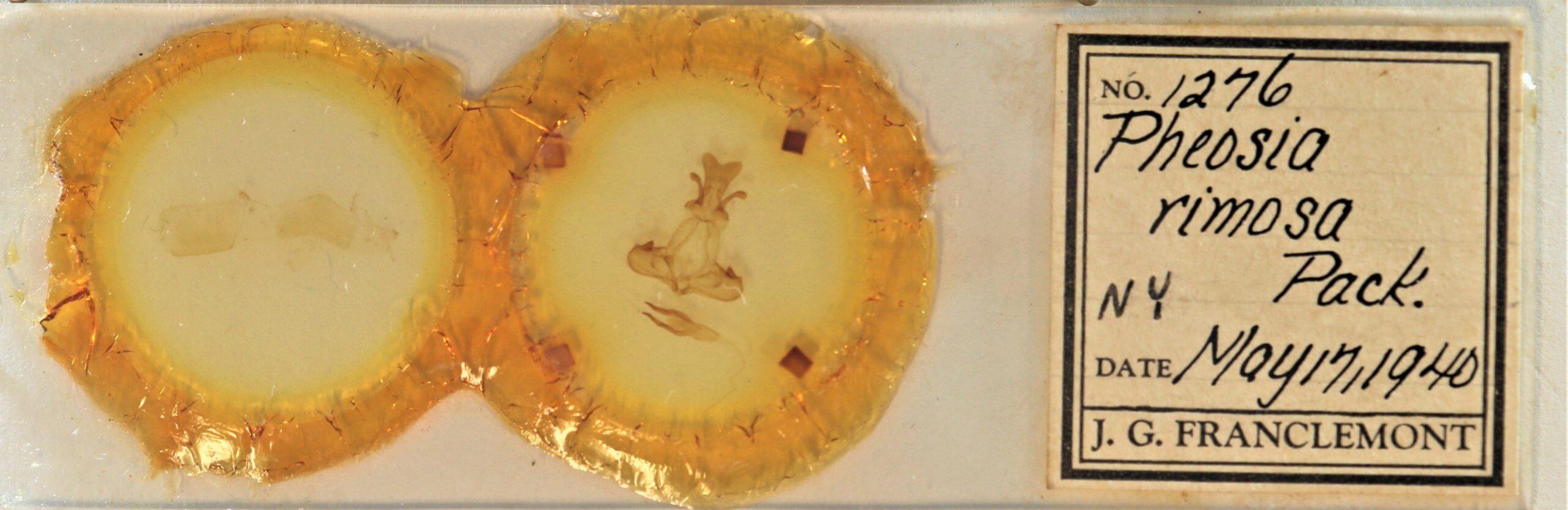 slide view of adult Pheosia rimosa