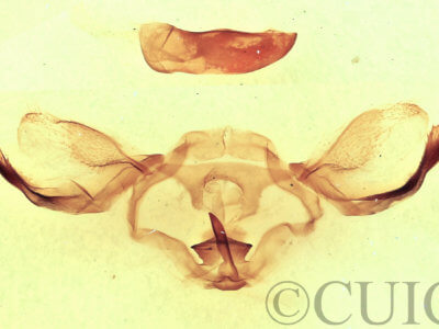 genitalia view of adult Furcula borealis