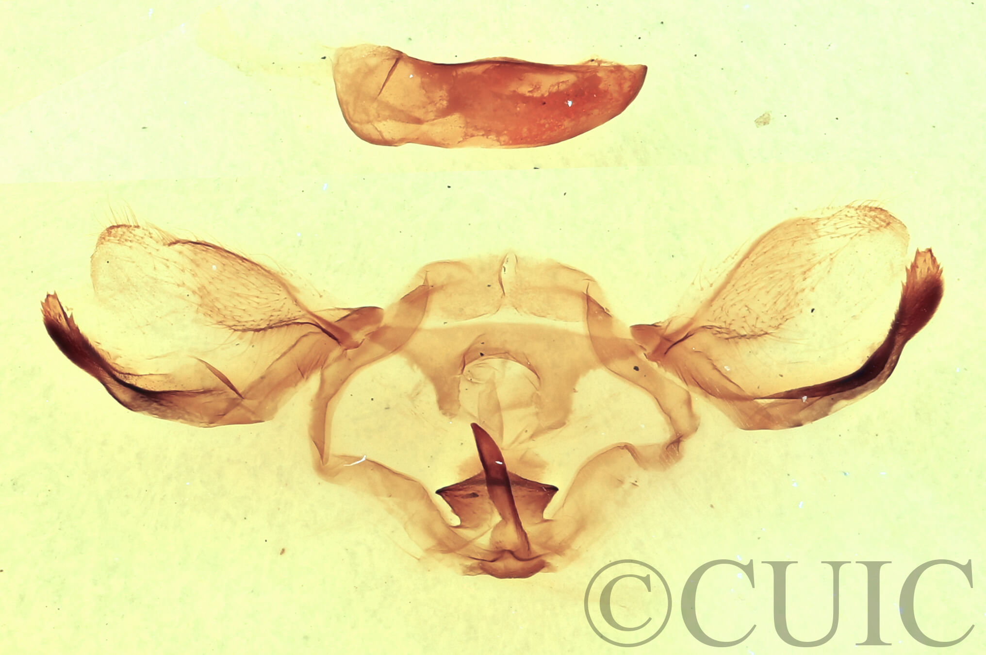 genitalia view of adult Furcula borealis