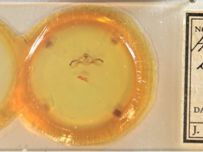 slide view of adult Furcula borealis