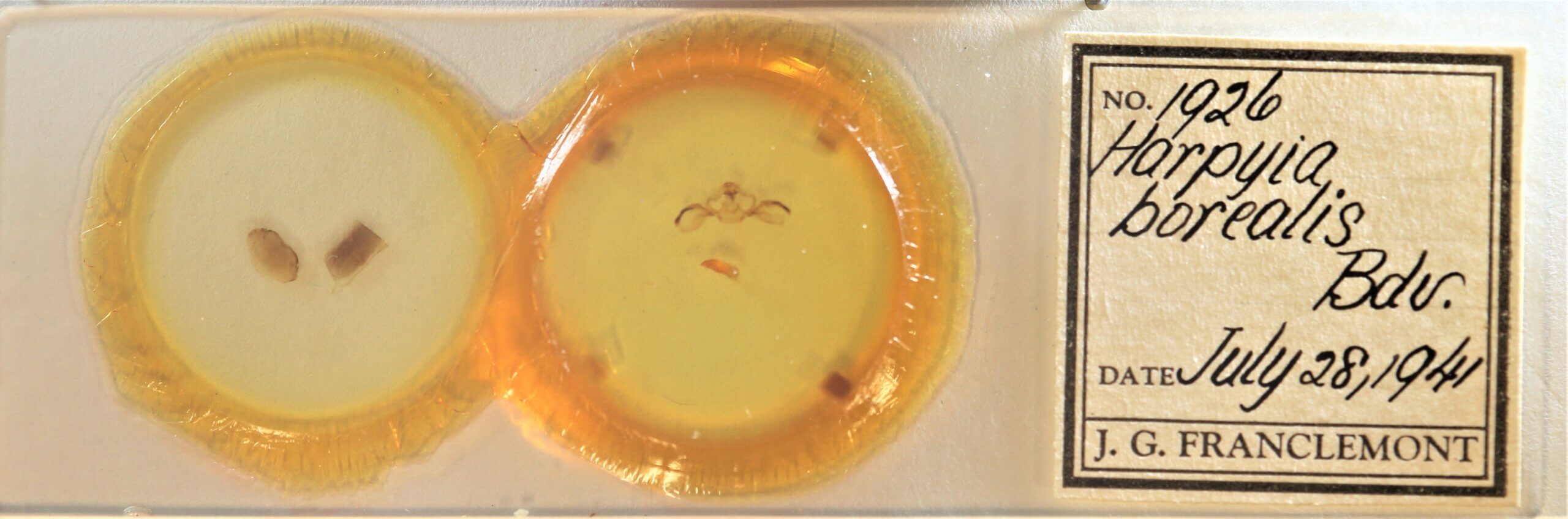 slide view of adult Furcula borealis