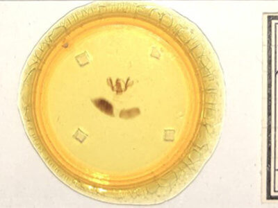 slide view of adult Furcula cinerea