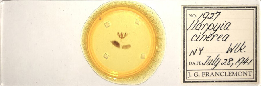 slide view of adult Furcula cinerea