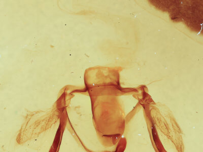 genitalia view of adult Furcula cinerea