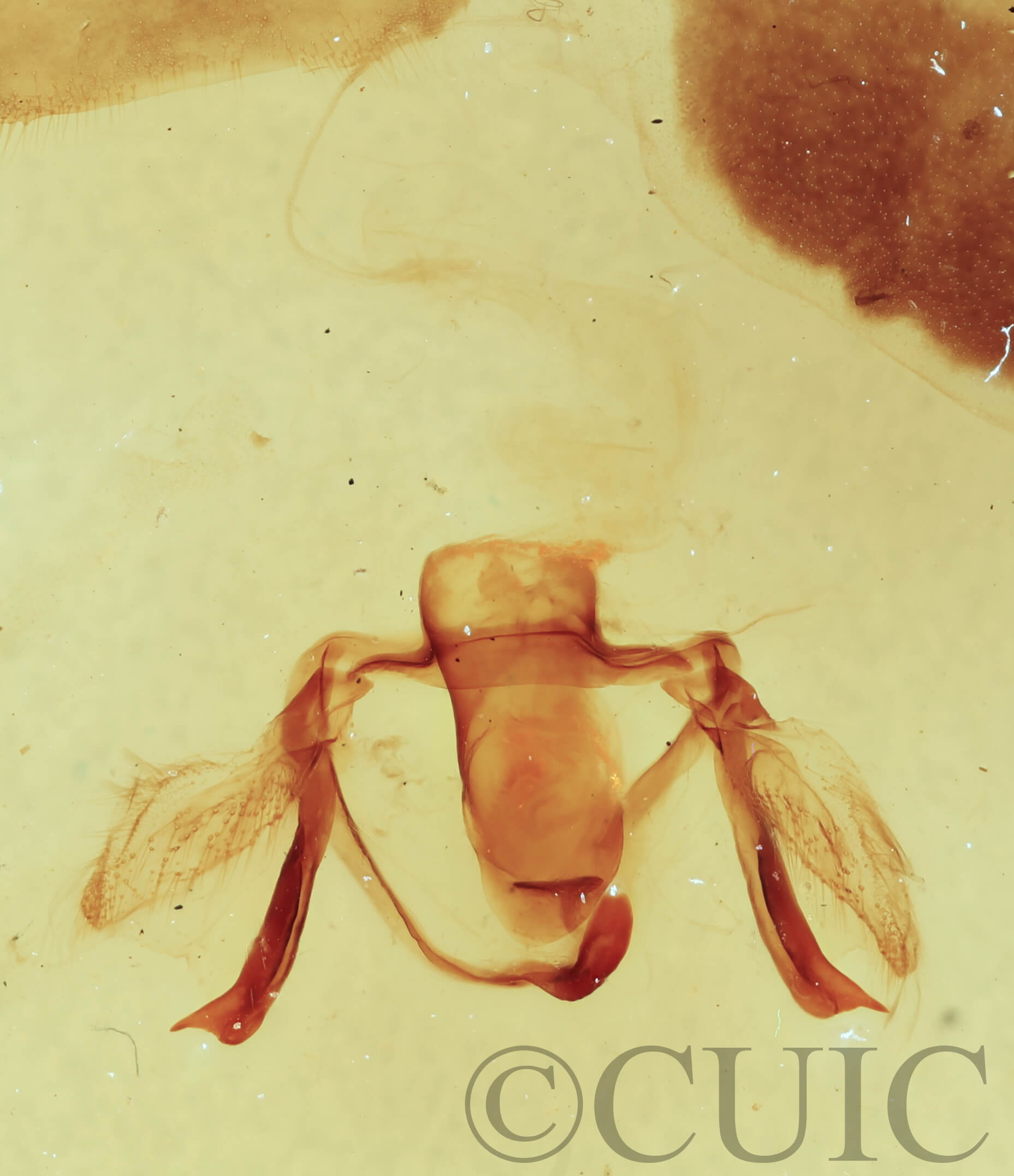 genitalia view of adult Furcula cinerea