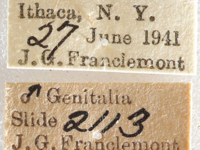 label view of adult Datana drexelii