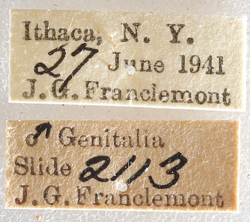 label view of adult Datana drexelii