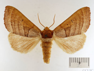 dorsal view of adult Datana drexelii