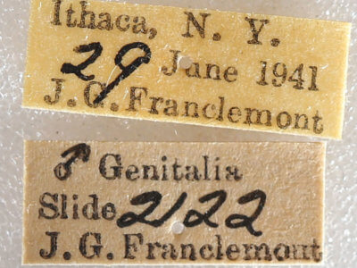 label view of adult Datana ministra