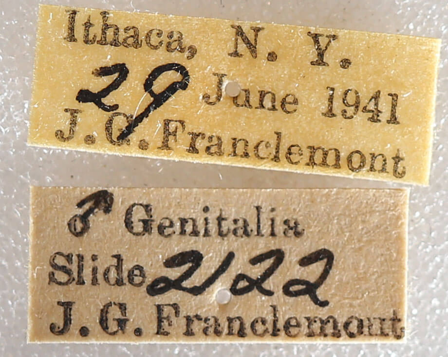 label view of adult Datana ministra