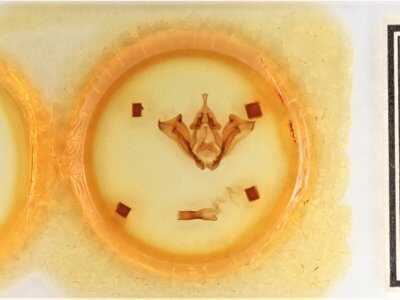 slide view of adult Datana ministra