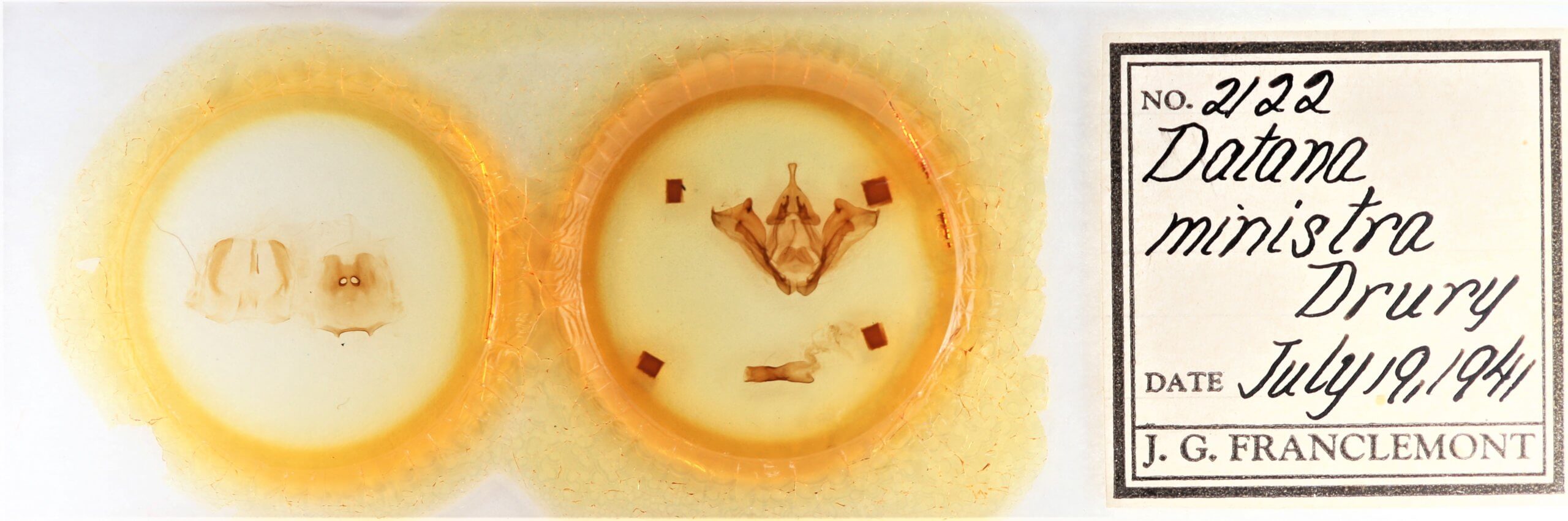 slide view of adult Datana ministra