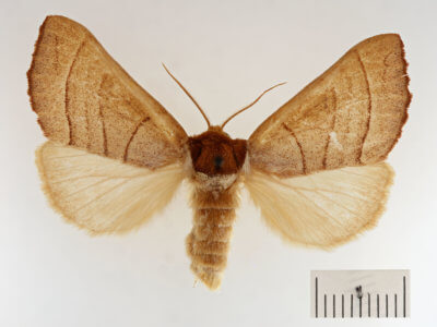 dorsal view of adult Datana ministra