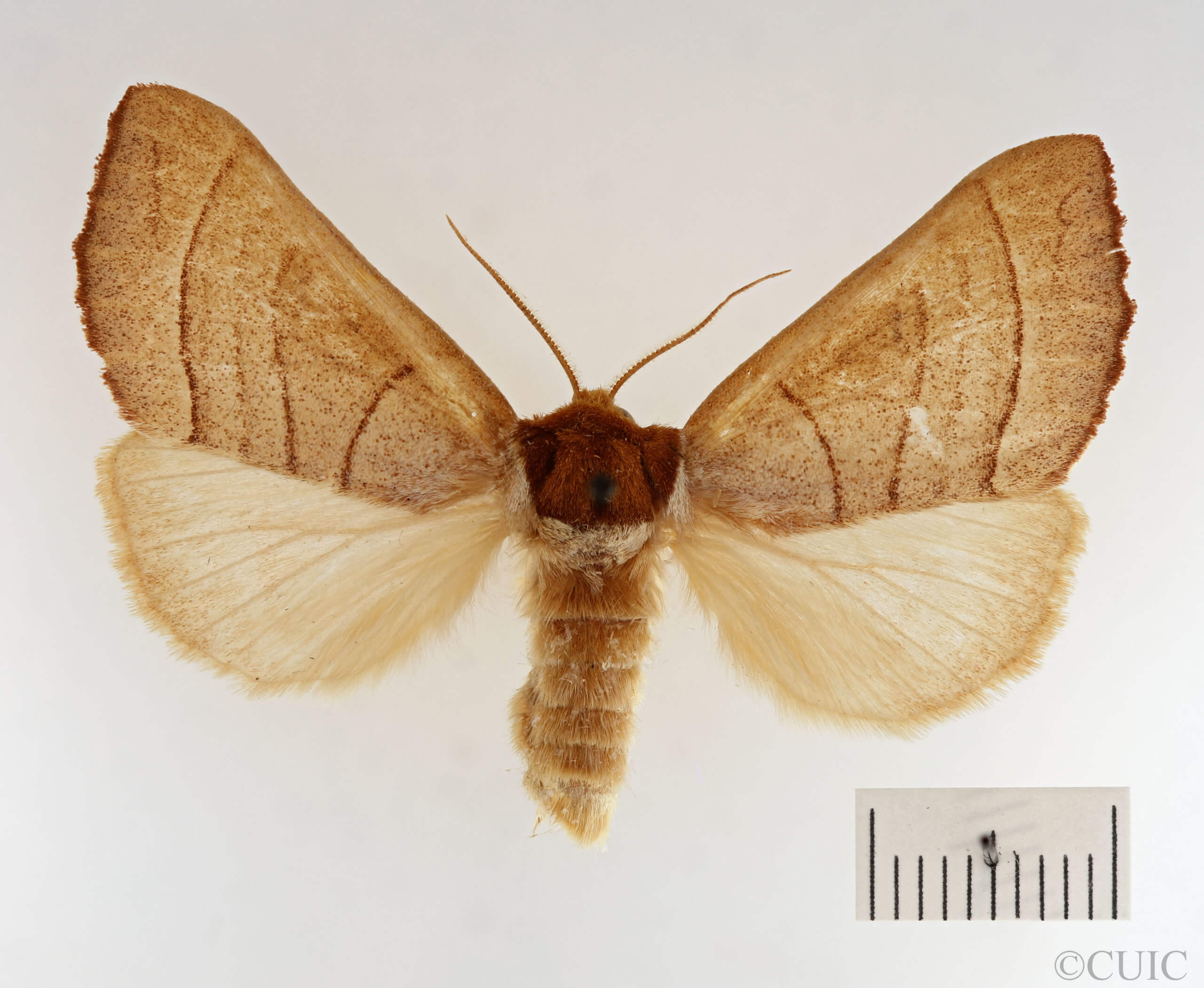 dorsal view of adult Datana ministra
