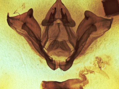 genitalia view of adult Datana ministra