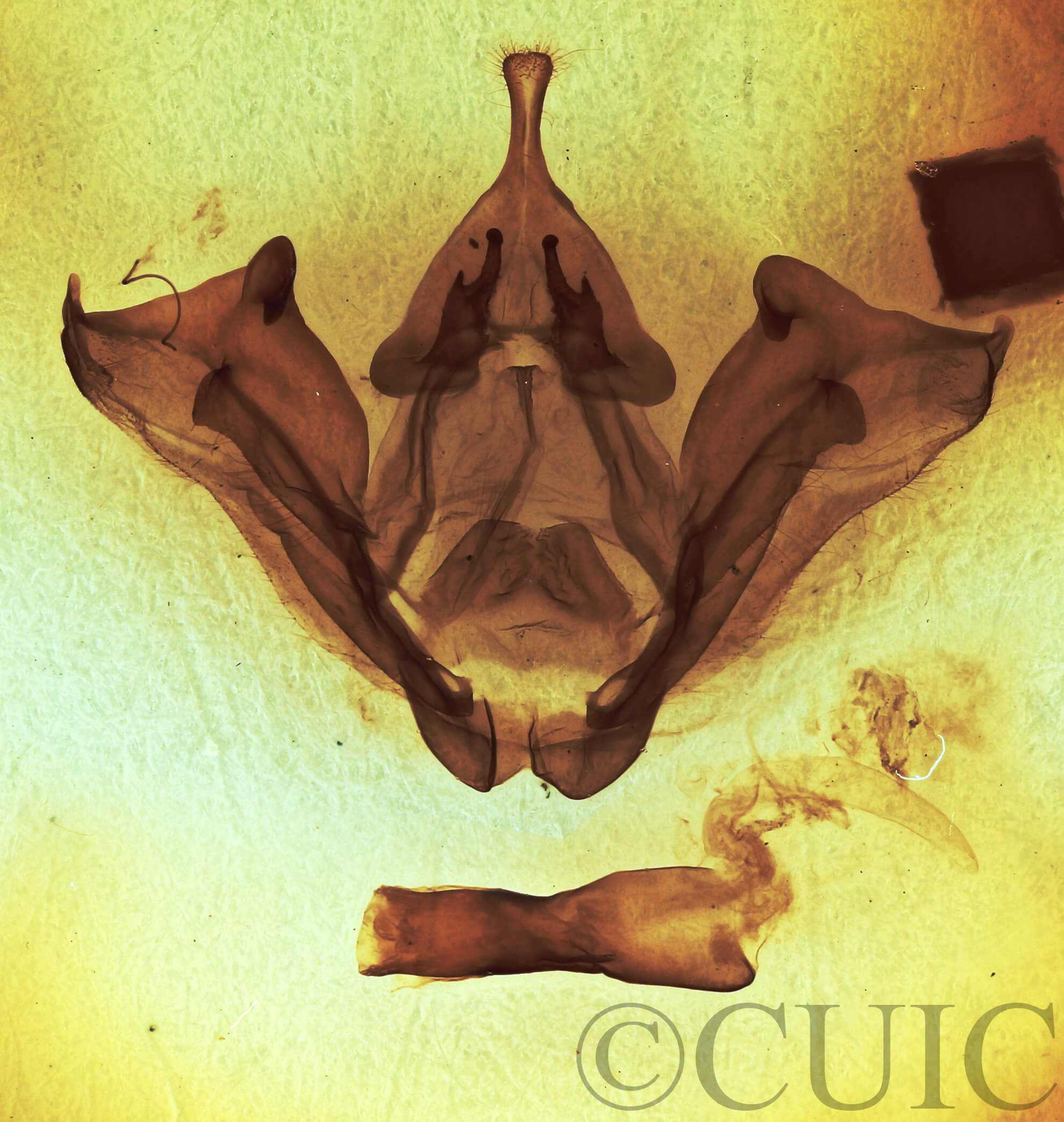 genitalia view of adult Datana ministra