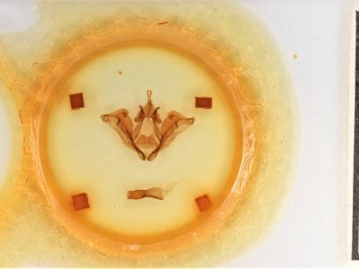 slide view of adult Datana ministra