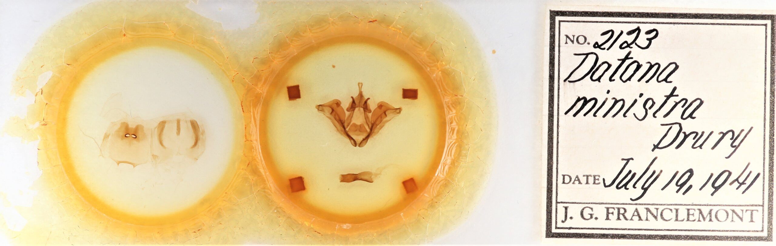 slide view of adult Datana ministra