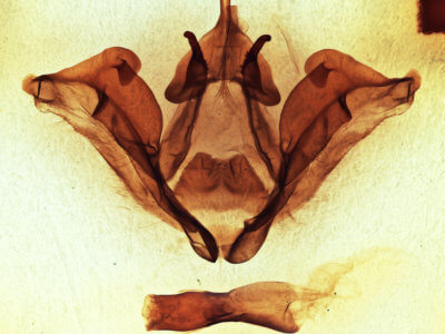 genitalia view of adult Datana ministra