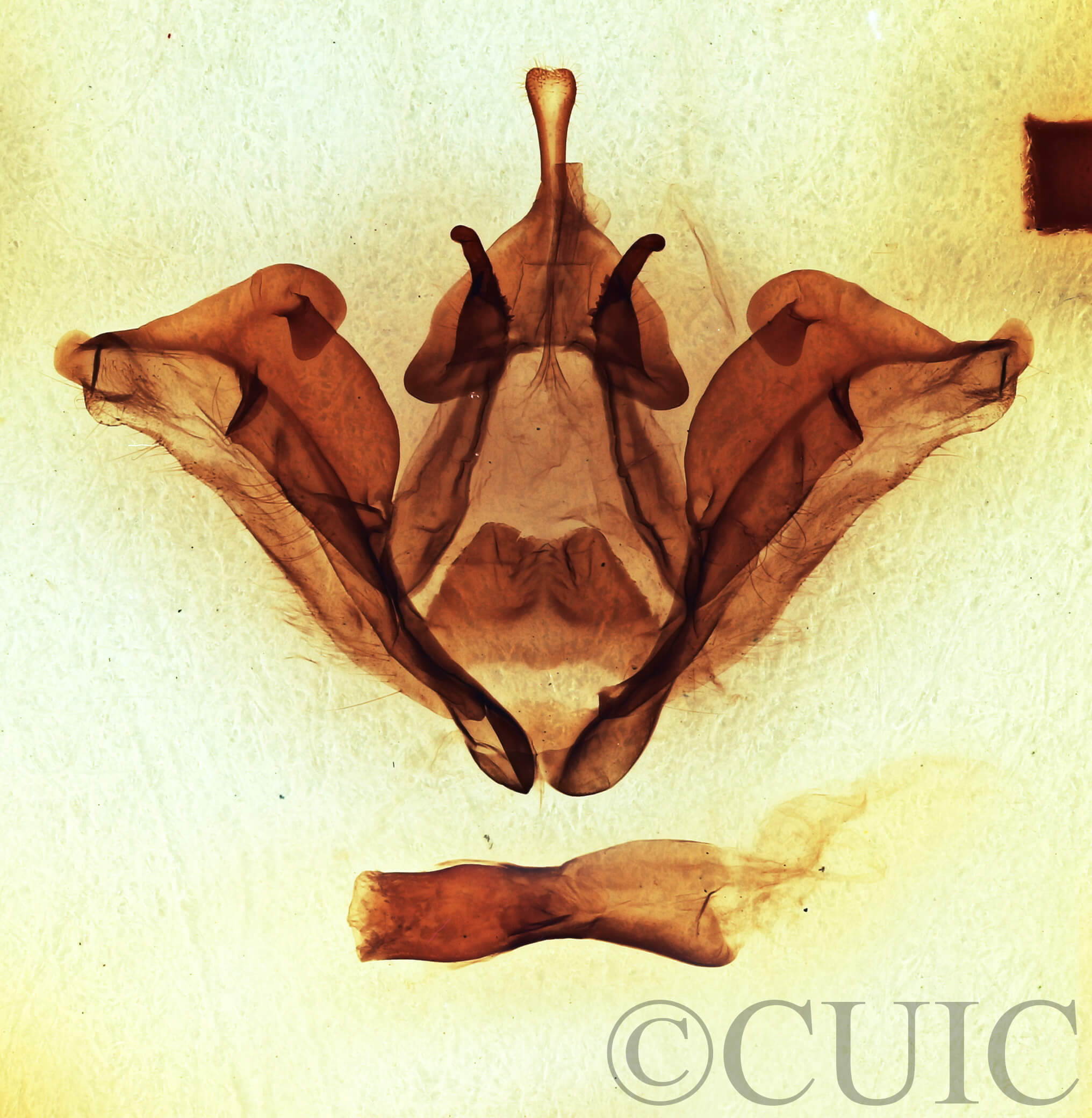 genitalia view of adult Datana ministra