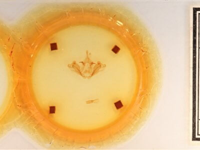 slide view of adult Datana integerrima