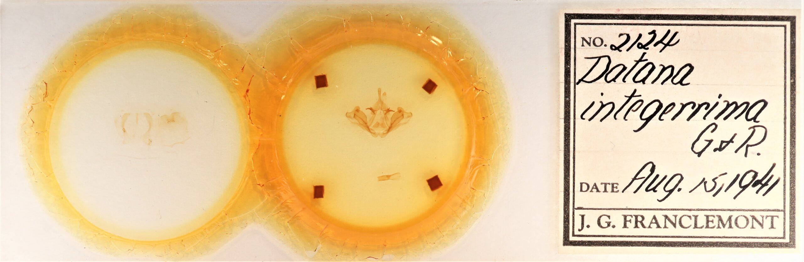 slide view of adult Datana integerrima