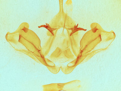 genitalia view of adult Datana integerrima