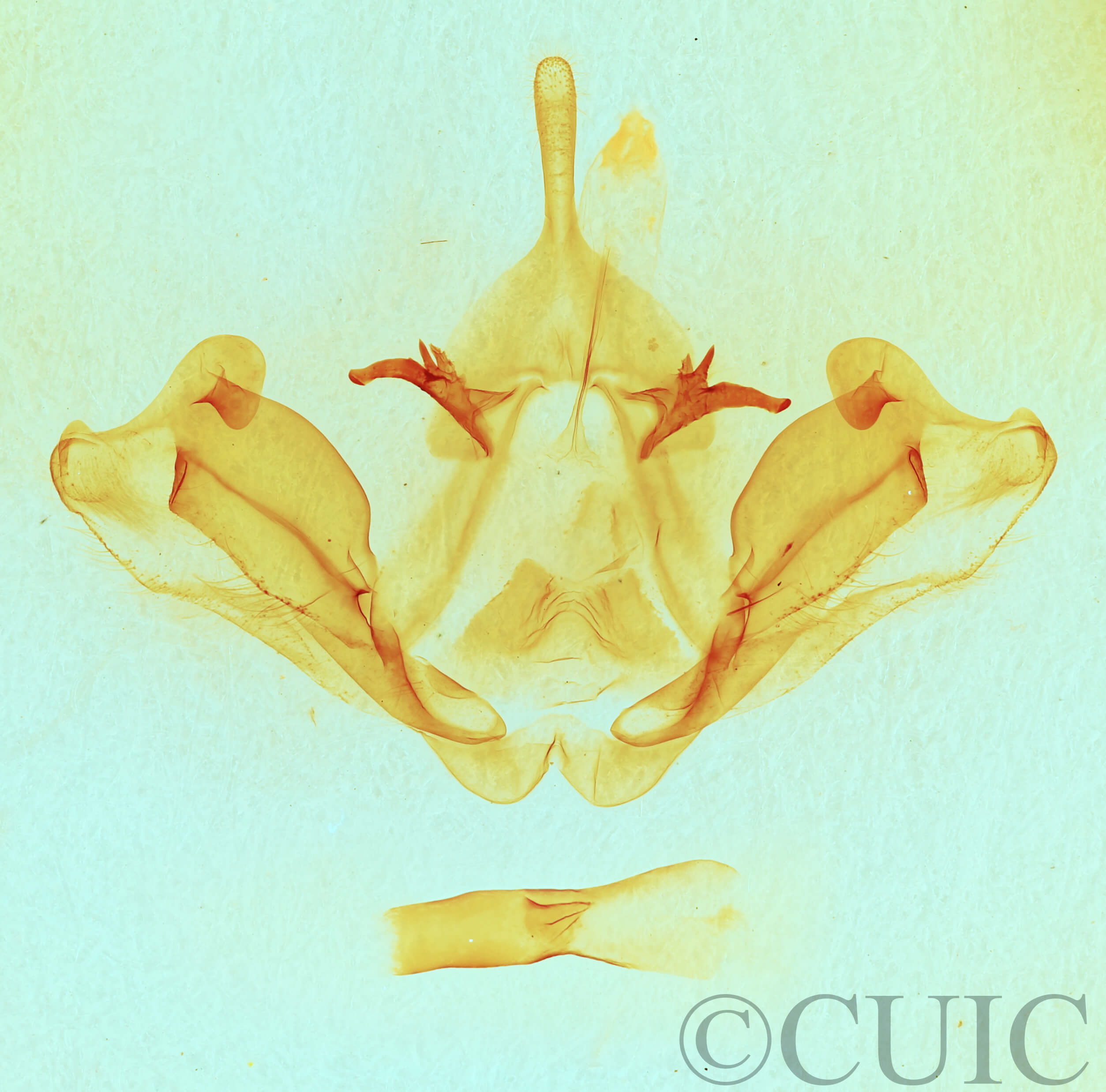 genitalia view of adult Datana integerrima