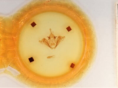 slide view of adult Datana integerrima