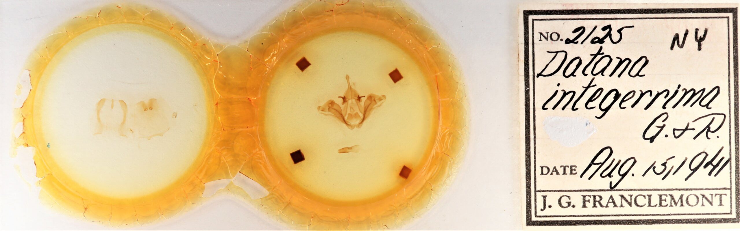 slide view of adult Datana integerrima