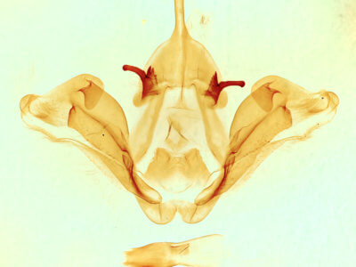 genitalia view of adult Datana integerrima