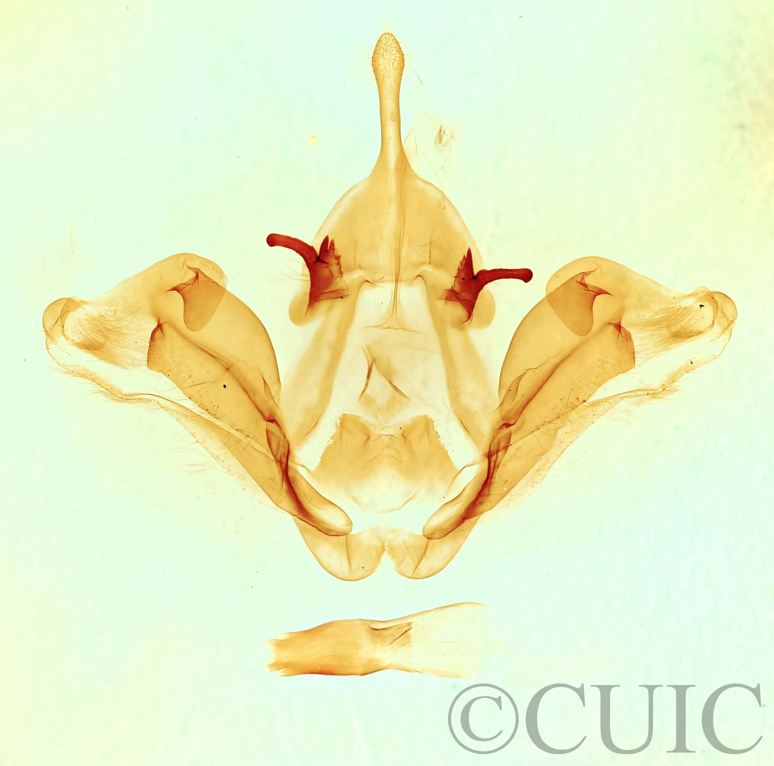 genitalia view of adult Datana integerrima